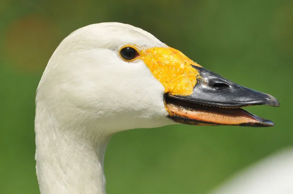 Голова белого лебедя — стоковое фото