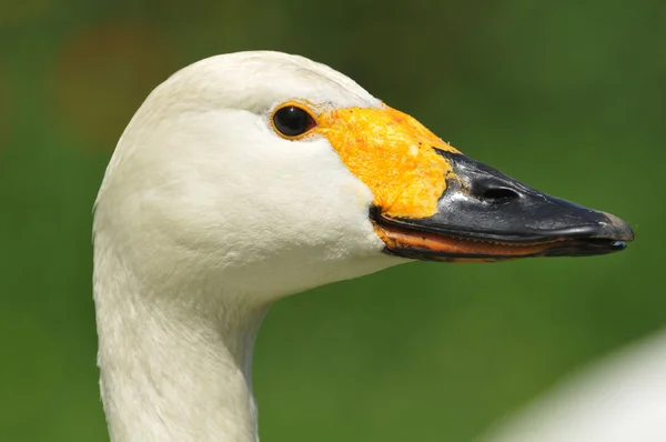 A cabeça de um cisne — Fotografia de Stock