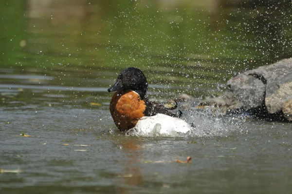 Kachna na voda — Stock fotografie