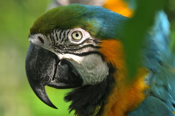 Portrét papoušek ara — Stock fotografie