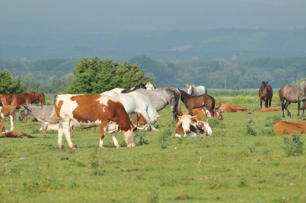 Konie, krowy i osły na pastwiskach — Zdjęcie stockowe