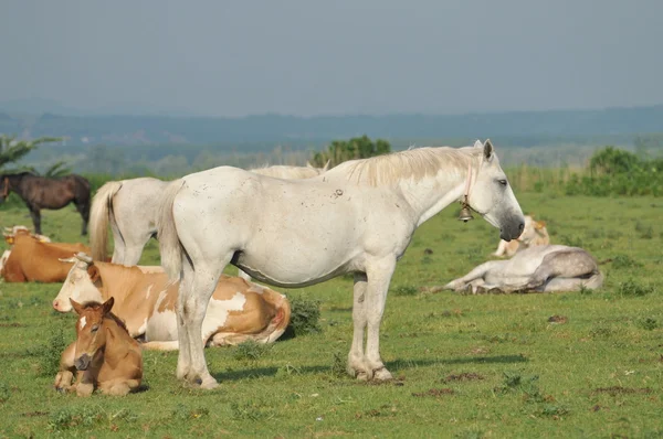 Лошадь и жеребенок на пастбище — стоковое фото