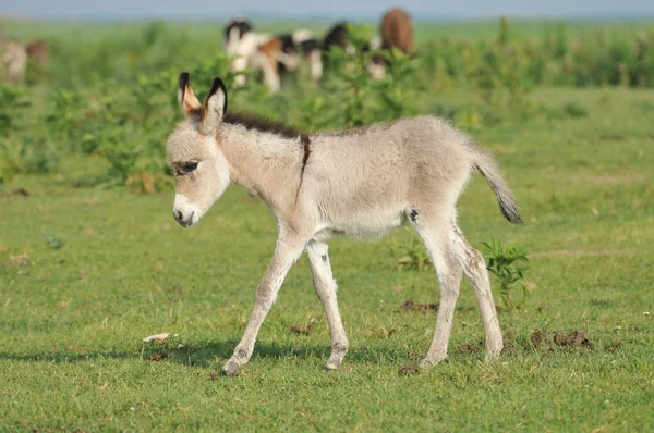 stock image Grey little donkey on pasture