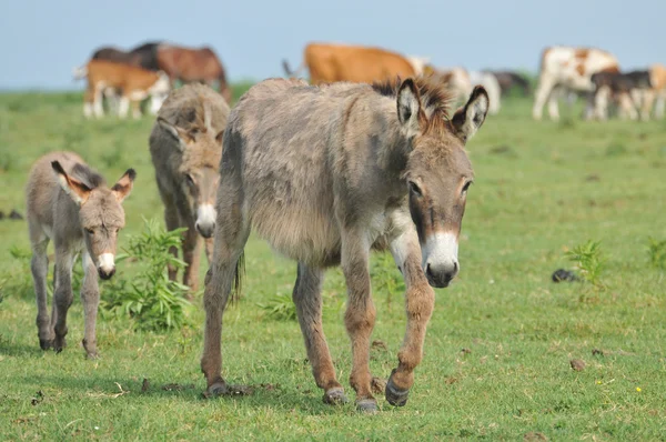 Grey little donkey on pasture — Stock Photo, Image
