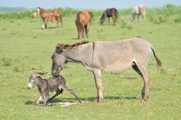 Grey little donkey on pasture — Stock Photo, Image
