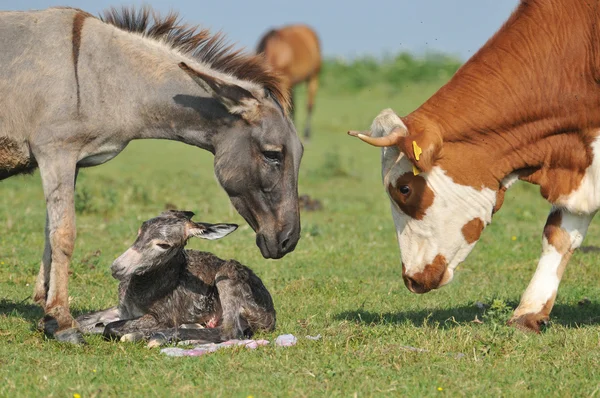 First step of a small donkey, a donkey and a bull — Stock Photo, Image