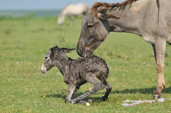 First step of a small donkey — Stock Photo, Image