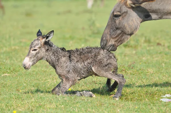 stock image First step of a small donkey