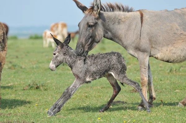 First step of a small donkey — Stock Photo, Image