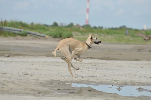 Cão na areia — Fotografia de Stock