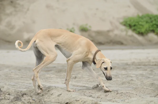 Dog in sand — Stock Photo, Image