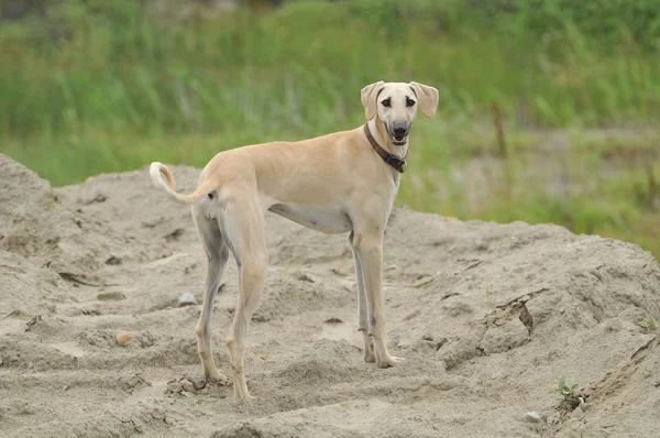 在沙子中的狗 — 图库照片