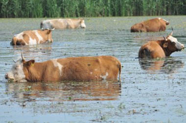 Cow at the river