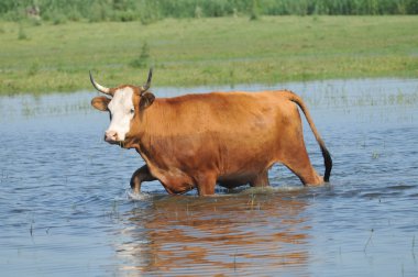 Cow at the river