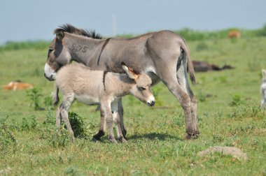 Grey little donkey on pasture clipart