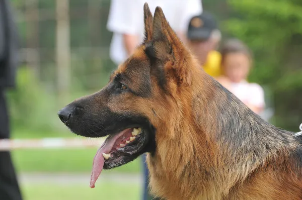 Belo cão pastor alemão no show do cão — Fotografia de Stock