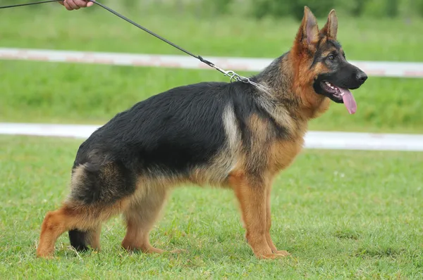 Mooie Duitse herder in de hondenshow — Stockfoto