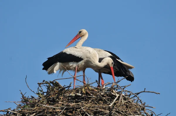Cigüeñas en el nido —  Fotos de Stock