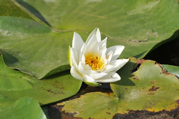 White water lily bloem — Stockfoto
