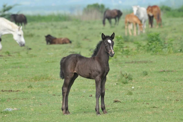 Foal on pasture — Stock Photo, Image