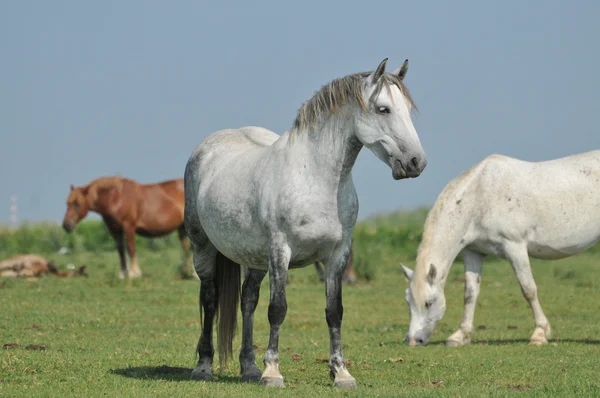 Vackra vita hästen i Hagen — Stockfoto