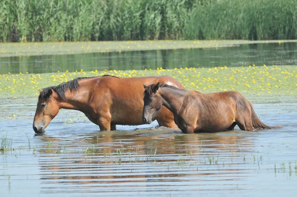川で馬 — ストック写真