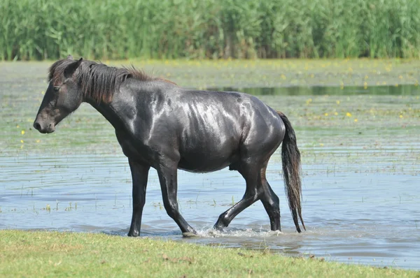Cavallo al fiume — Foto Stock