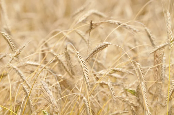 stock image Field corn