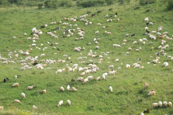 Вівці на пасовищі — стокове фото