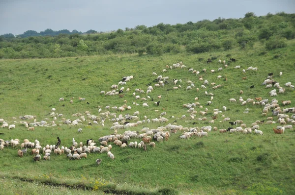 Вівці на пасовищі — стокове фото