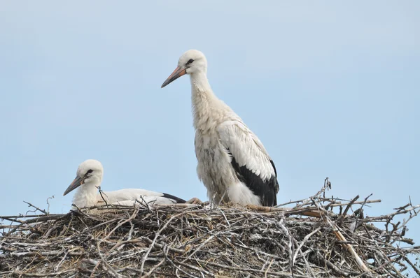 Storks in the nest — Stock Photo, Image