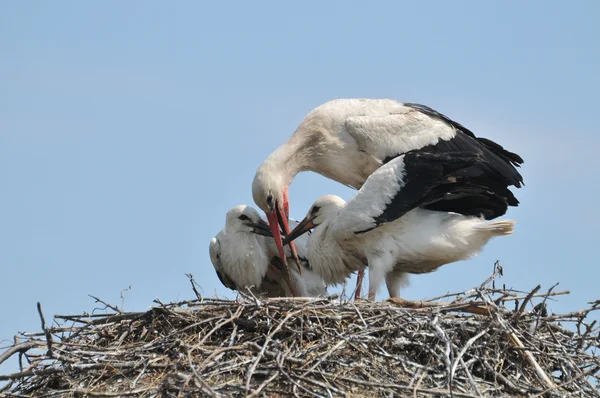 Cicogne nel nido — Foto Stock
