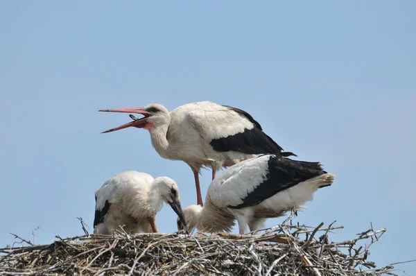 Cigüeñas en el nido —  Fotos de Stock