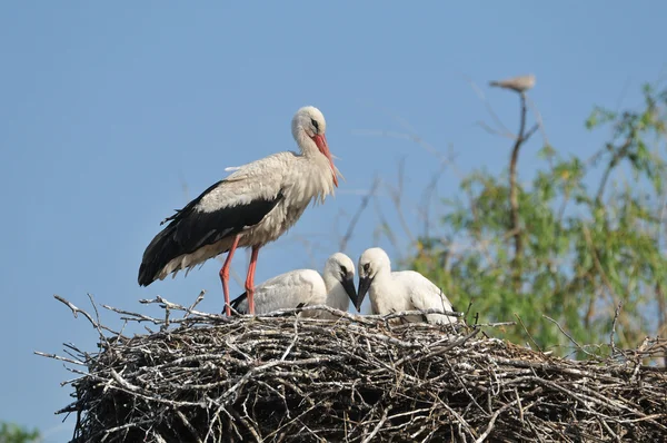 Cigüeñas en el nido — Foto de Stock