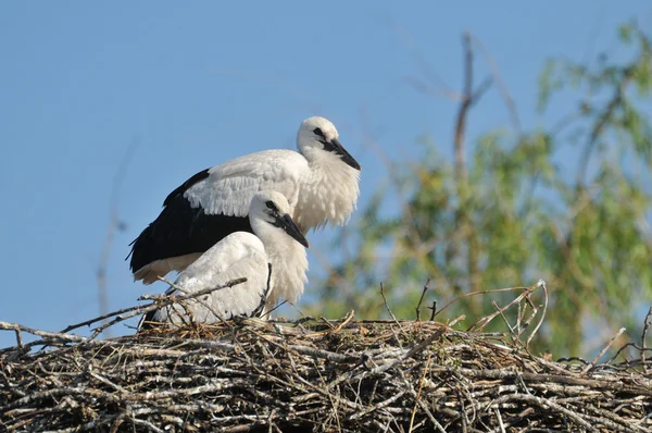 Cicogne nel nido — Foto Stock