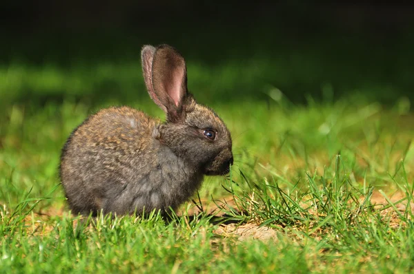Krásný králíček na trávě — Stock fotografie