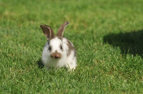 Little bunny grazing — Stock Photo, Image