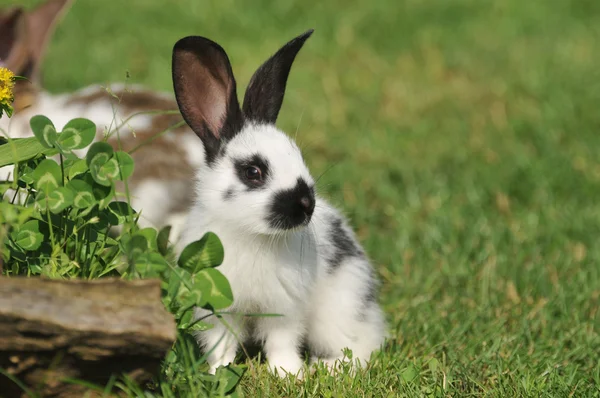 Schöne kleine Kaninchen auf dem Gras — Stockfoto