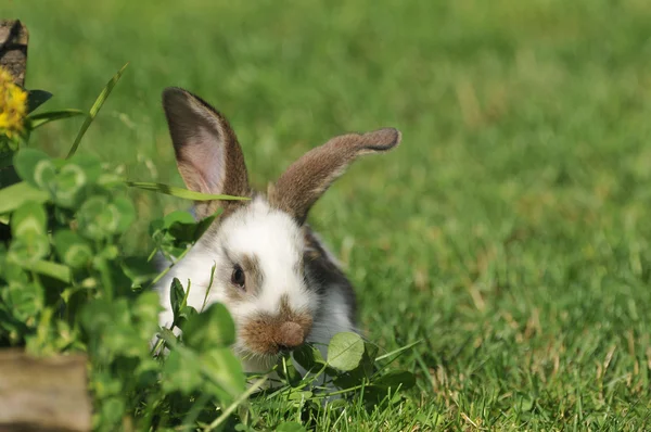 Malý zajíček, pastva — Stock fotografie