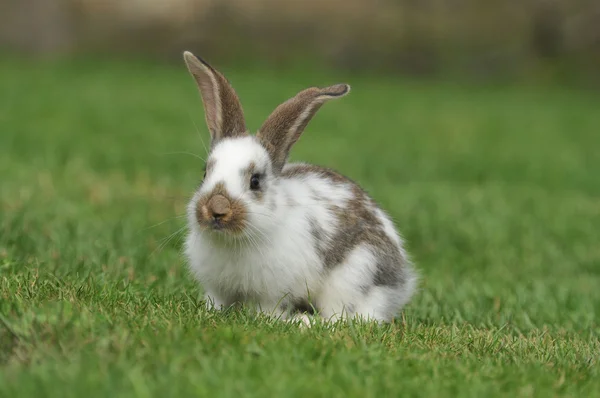 Beautiful little rabbit on the grass — Stock Photo, Image