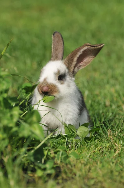 작은 토끼 방목 스톡 사진