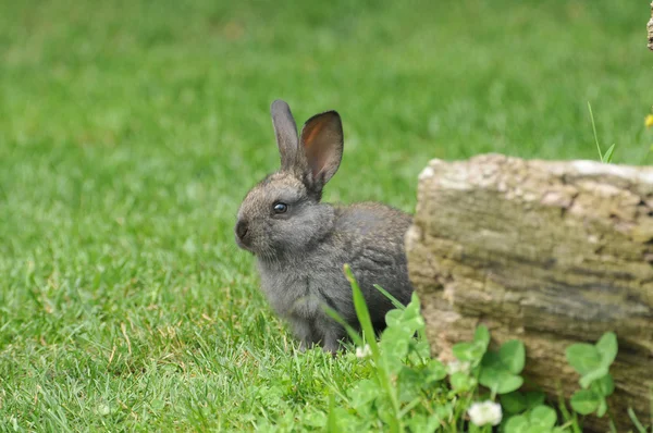 Выпас кролика Лицензионные Стоковые Фото