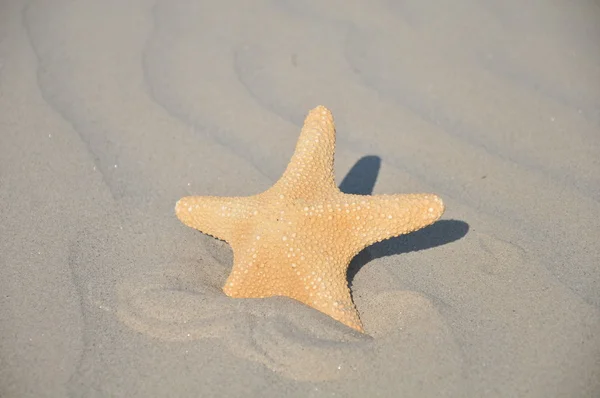 Estrela do mar na areia — Fotografia de Stock