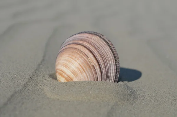 Hermosa concha en una playa de arena —  Fotos de Stock