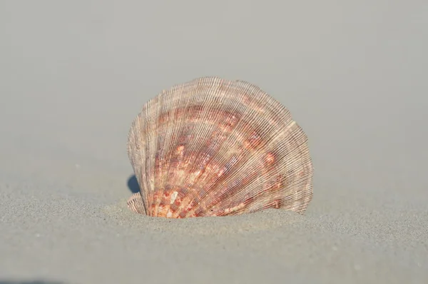 Hermosa concha en una playa de arena —  Fotos de Stock