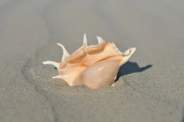 Shell en una playa de arena —  Fotos de Stock