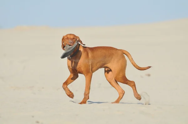 Beautiful hunting dog on a sandy beach — Stock Photo, Image