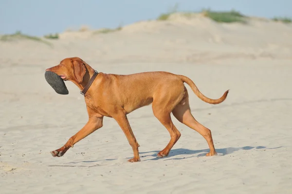 Dog in sand — Stock Photo, Image