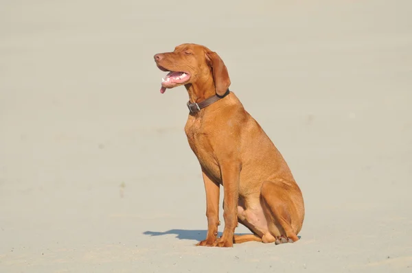 Pes v písku — Stock fotografie
