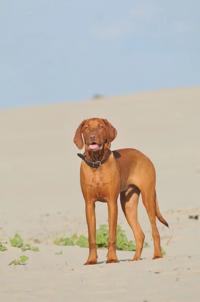 Beautiful hunting dog on a sandy beach — Stock Photo, Image